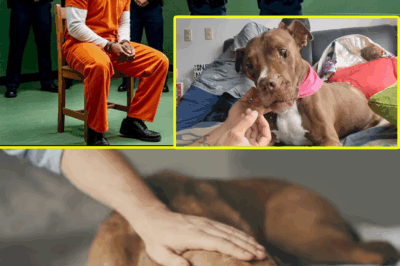 ¡Sorpresa! Su Último Deseo Antes De Ser Ejecutado Fue Ver A Su Perro, Pero Lo Que Pasó Luego Fue Inesperado”