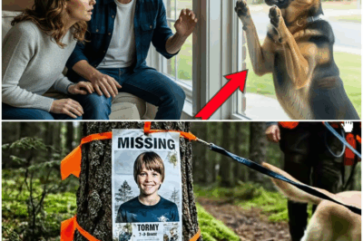 “Tras la Misteriosa Desaparición de su Hijo, un Pastor Alemán Comienza a Golpear la Ventana Cada Noche: El Camino Secreto que el Animal Reveló Conduce a un Descubrimiento Inesperado, un Paraje Oculto y una Verdad Tan Inquietante que Dejó a Toda la Familia Paralizada de Asombro”